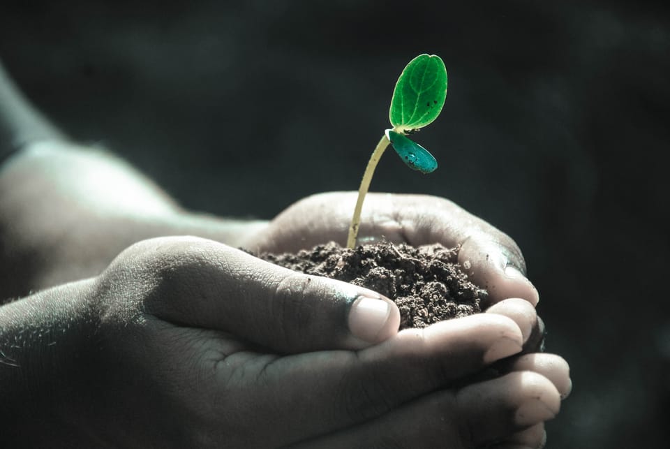 A pair of hands holding a cup of dirt and there's a tiny plant growing from it. 